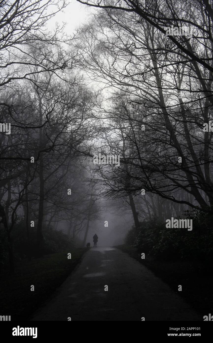 Il tempo invernale nebbia copre alberi, persone, un parco giochi e vari nidi di uccelli. Foto Stock