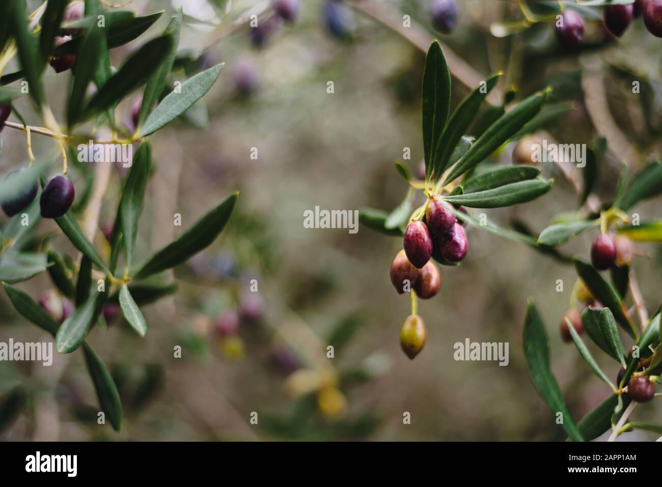 Olive su olivo, Cipro, inverno. Messa a fuoco morbida, bokeh Foto Stock