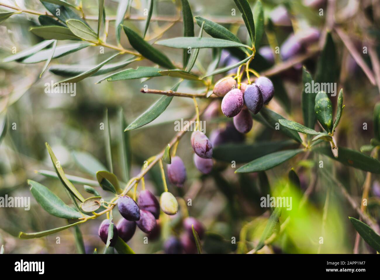 Olive su olivo, Cipro, inverno. Messa a fuoco morbida, bokeh Foto Stock