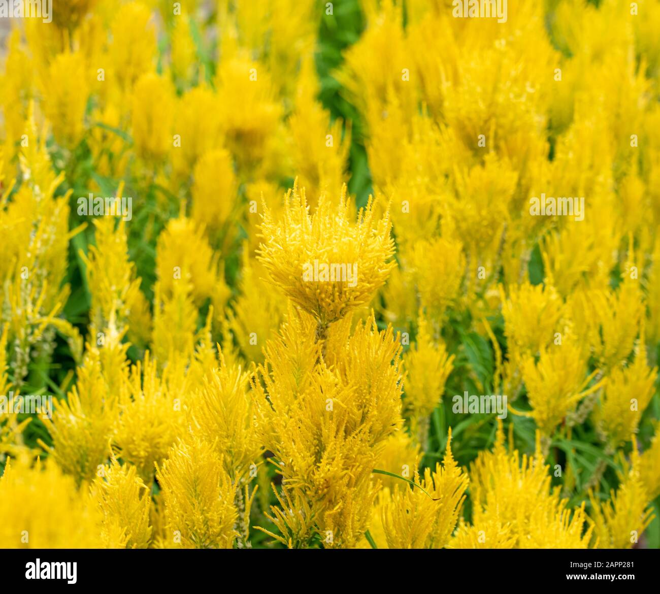 Letto fiore di bella Celosia Plume. Uno degli impianti che comprate a Singapore durante la stagione cinese del nuovo anno per migliorare la fortuna Foto Stock