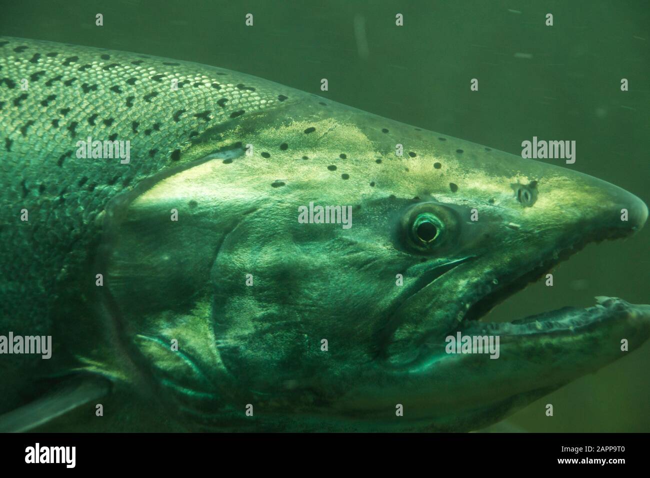 Pesci sul loro modo di sbadigare, vista da Ballard Locks a Seattle. Il salmone Chinook (Oncorhynchus tshawytscha) chiamato anche salmone re. Foto Stock
