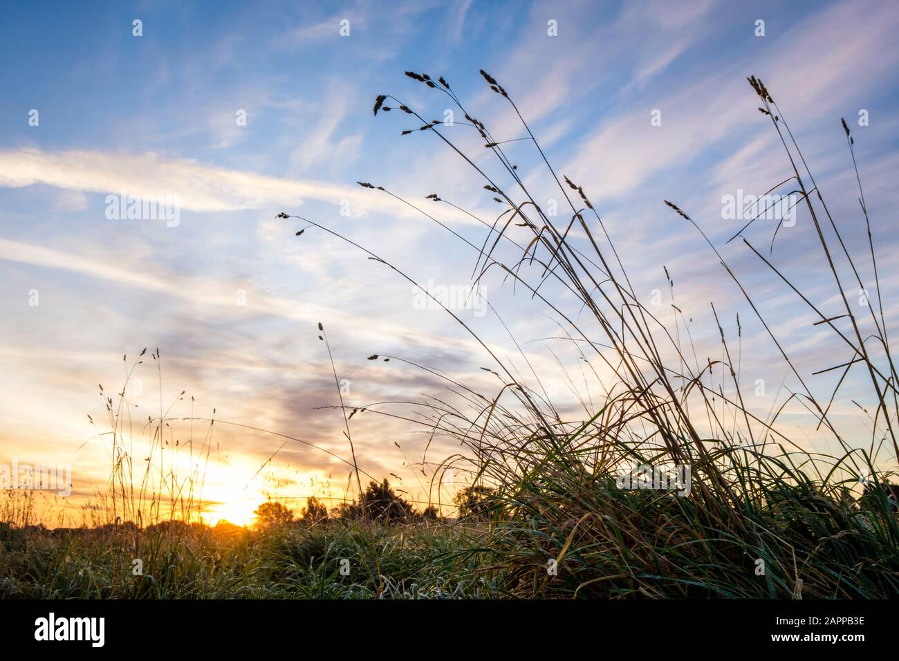 Paesaggio dell'alba. Alba su un campo in campagna vista da un angolo basso con erba che sorge contro il cielo. Nottinghamshire, Inghilterra, Regno Unito Foto Stock
