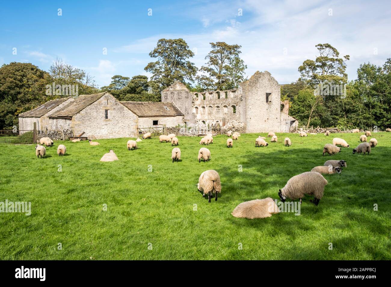 Pecore che pascolano in autunno su un campo vicino a vecchi edifici, Castleton, Derbyshire, Inghilterra, Regno Unito Foto Stock