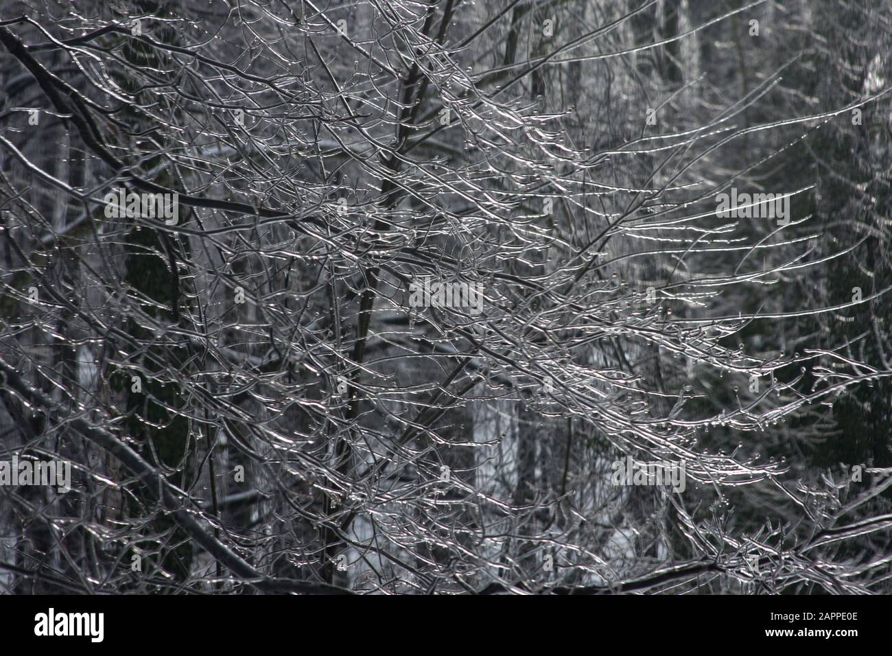 Congelati a rami di alberi Foto Stock