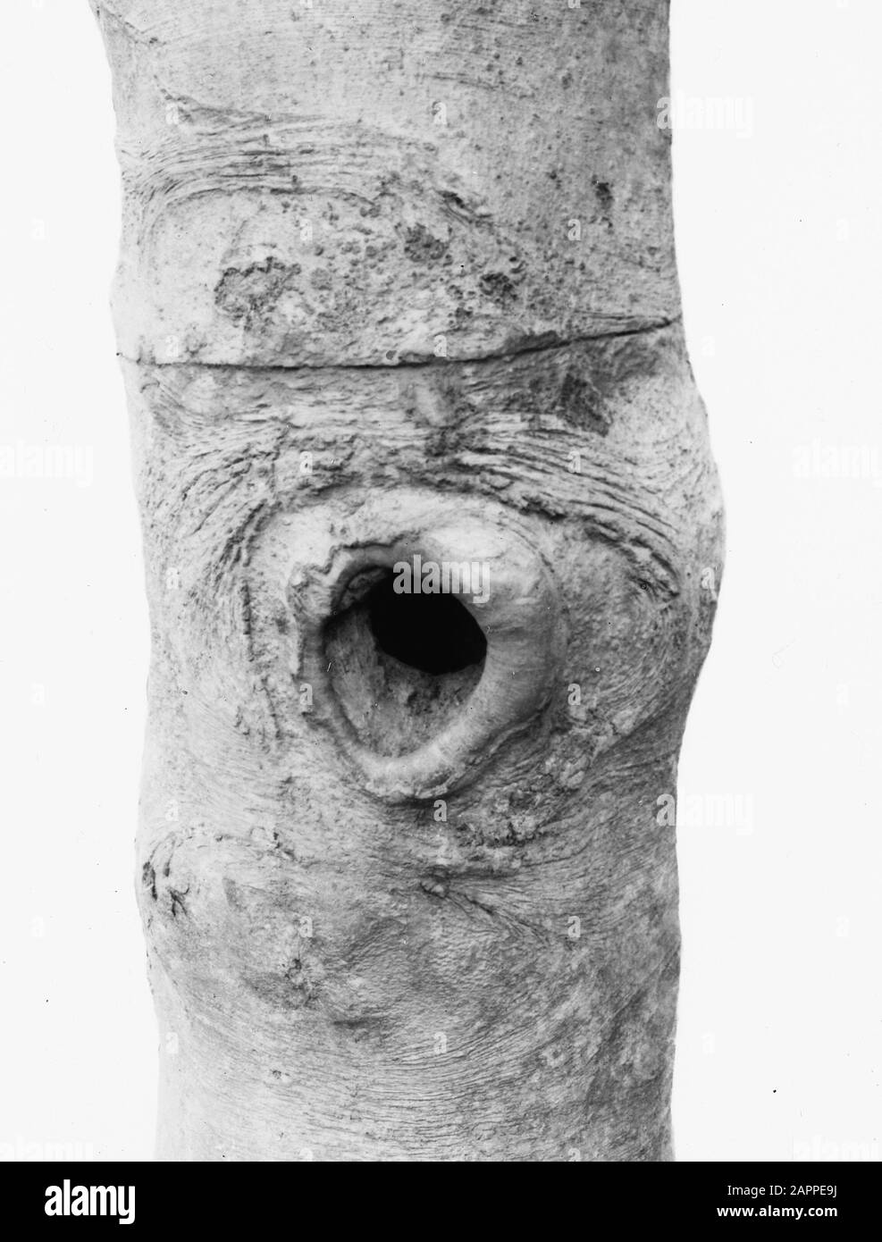 Uccelli, hollen, picchio verde, faggio Data: Parole Chiave dense: Hollen, uccelli Nome personale: Faggio, picchio verde Foto Stock