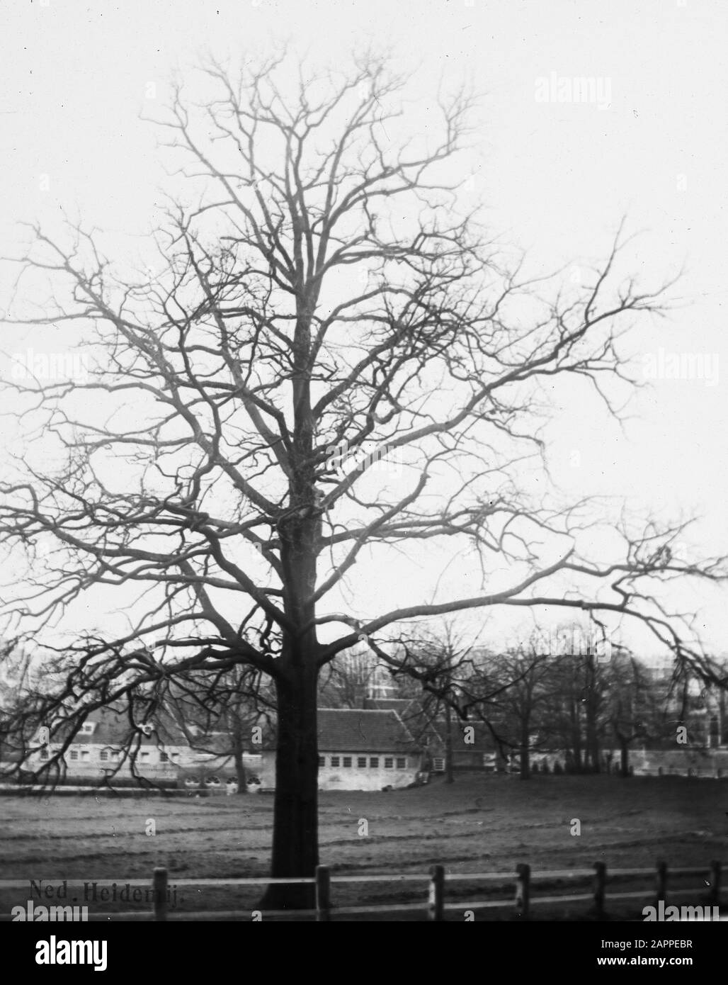 Legno caducido, alberi, foreste, viali, botaniche, querce Data: Parole Chiave dense: Alberi, foreste, botaniche, viali, legno caducido Nome personale: Quercia Foto Stock