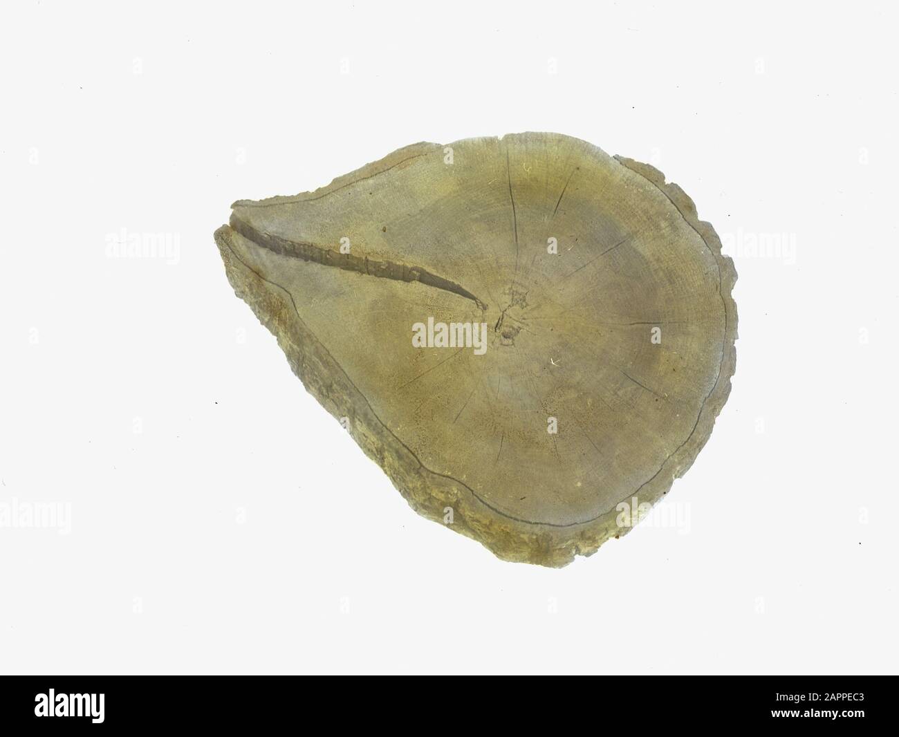 Frost list Data: Parole Chiave dense: Inorganic, Damage Nome personale: Oak Foto Stock