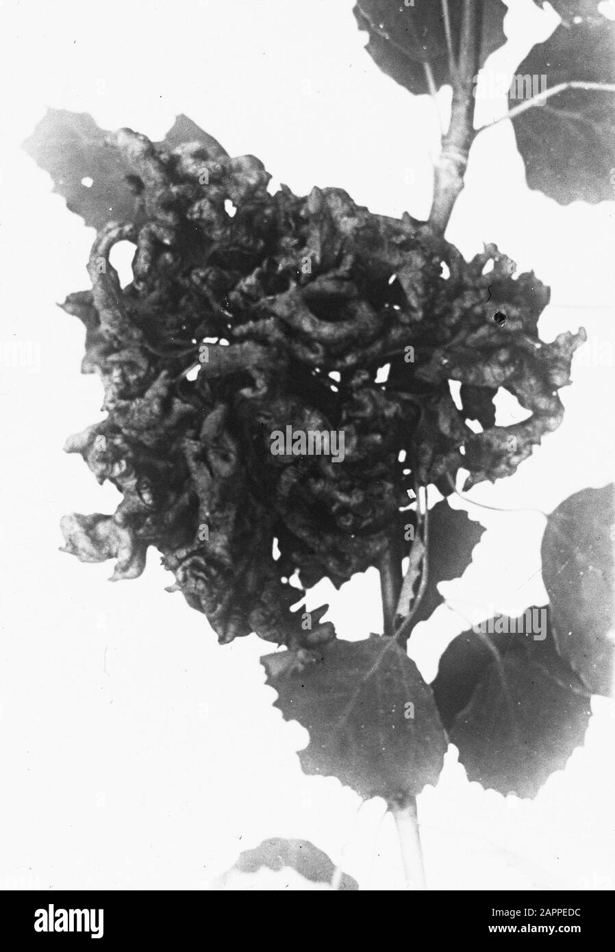 Insetti, eriofiti spas Data: Parole Chiave dense: Insetti Nome personale: Eriofiti spas Foto Stock