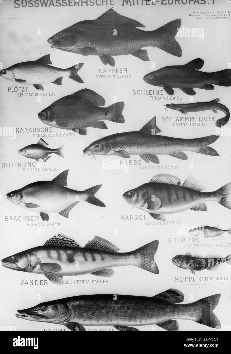 Pesca d'acqua dolce, pesca d'acqua dolce Data: Parole Chiave non date: Pesca d'acqua dolce Nome personale: Pesce d'acqua dolce Foto Stock