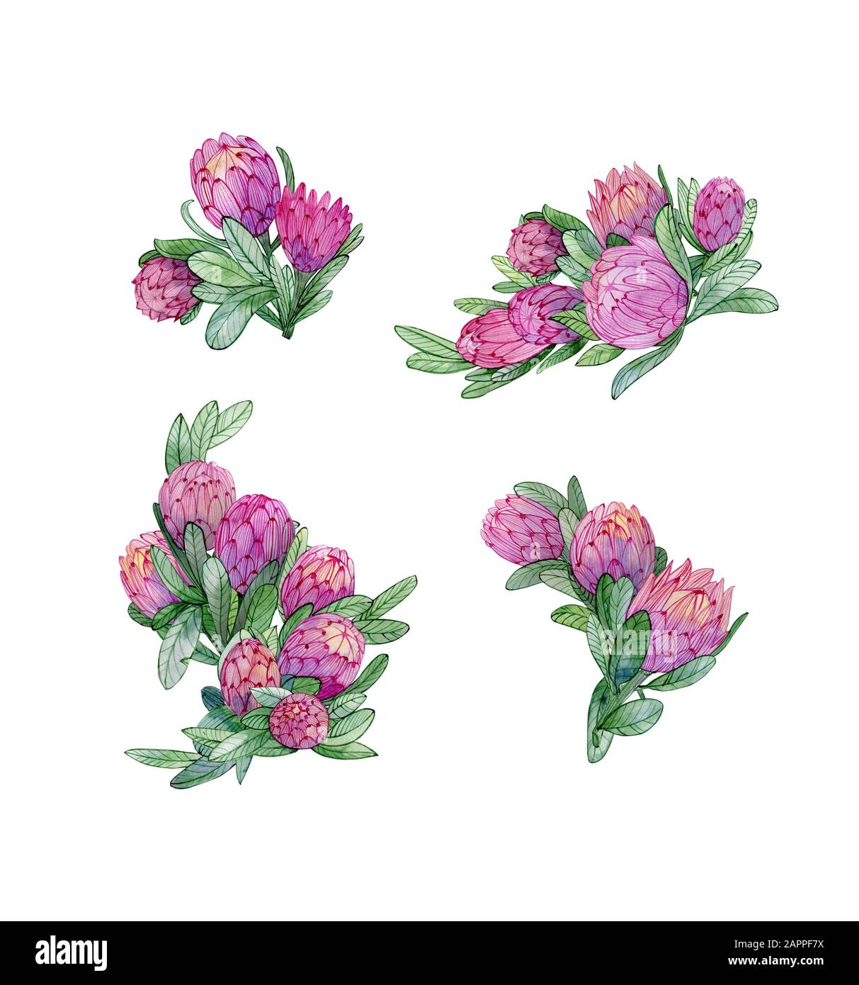 4 composizione con fiori protea. Fiori tropicali esotici per tessuti, decorazione nuziale. Foto Stock