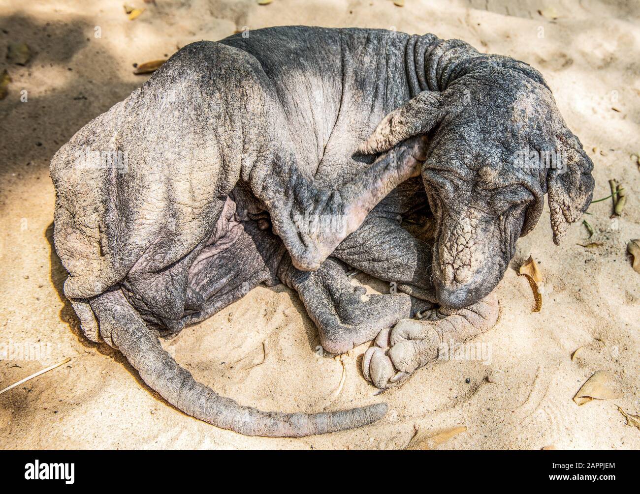 cani da mangy Foto Stock