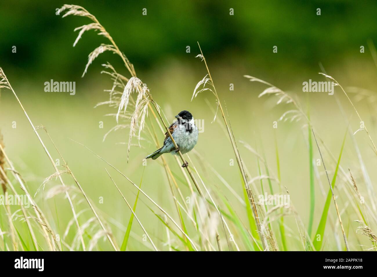 Coniglietto di canna maschio (nome scientifico: Emberiza schoeniclus) arroccato su un fusto di erba in habitat naturale del letto di canna. Rivolto a sinistra. Orizzontale. Spazio per la copia Foto Stock
