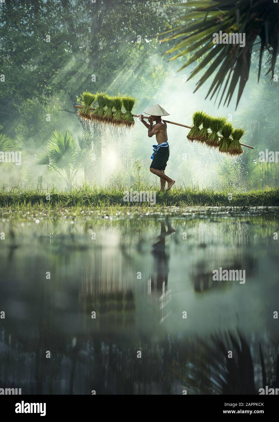 Gli agricoltori coltivano il riso nella stagione delle piogge. Esse sono state bagnate con acqua e fango per essere preparati per la semina. attendere tre mesi per il raccolto Foto Stock