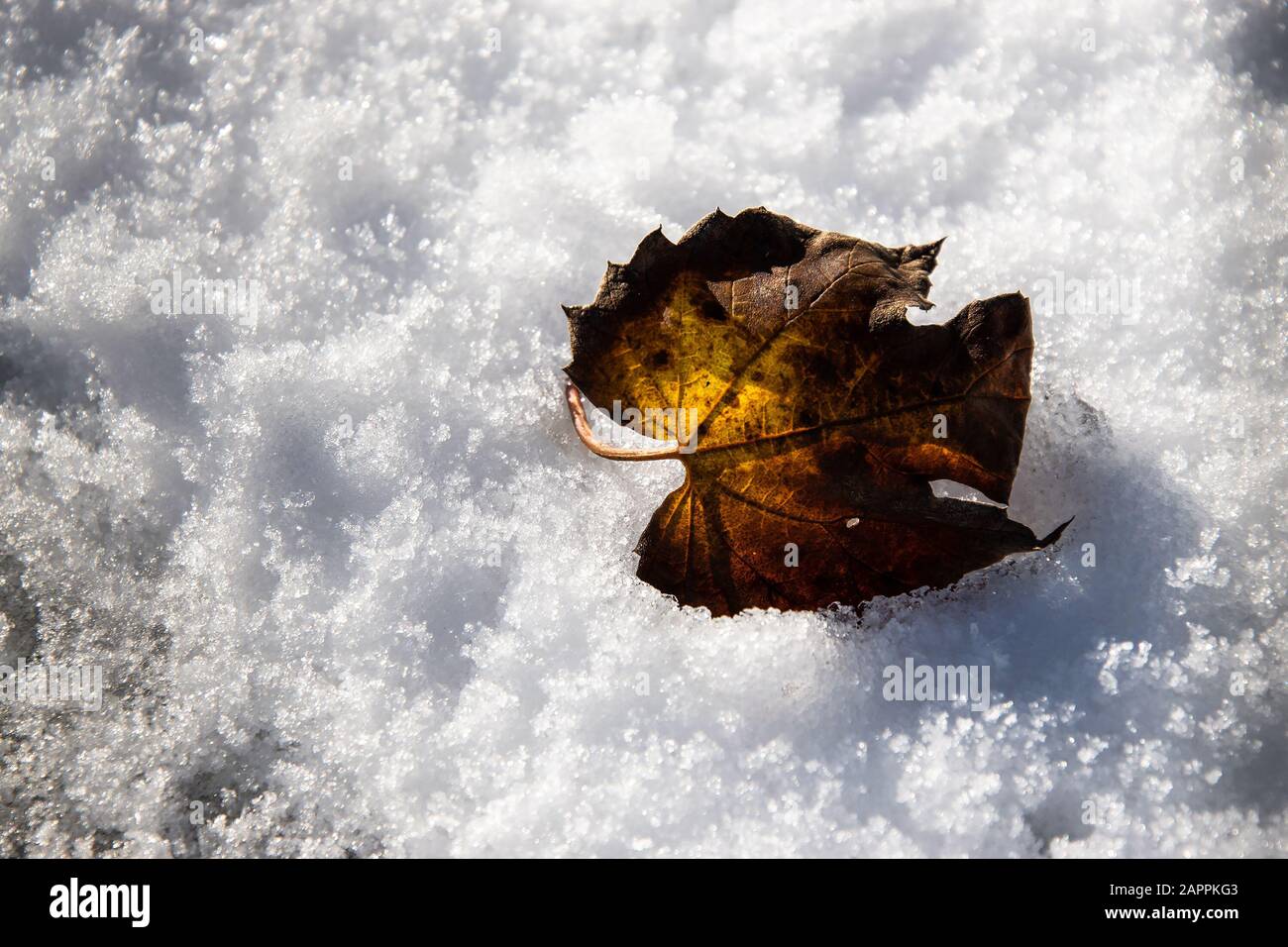 Lasciare nella neve Foto Stock