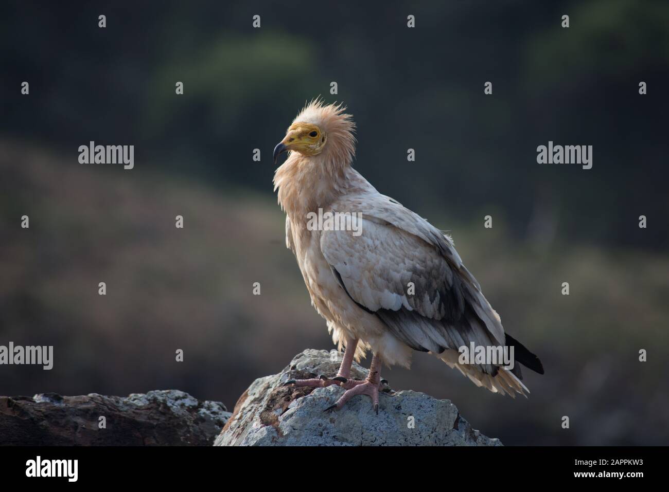 Vulture Egiziana Su Socotra, Yemen Foto Stock