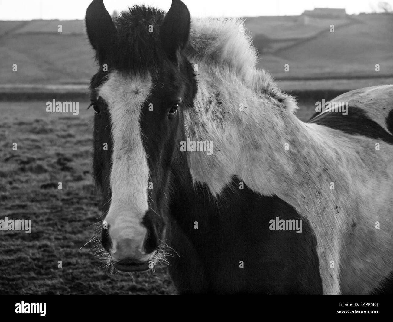 Cavallo bianco e nero in campo rurale Foto Stock