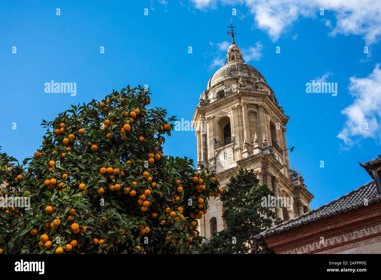 Centro storico e artistico di Marbella, Marbella, Costa del Sol Occidentale, Malaga, Andalusia, Spagna, Penisola Iberica con alberi d'arancio Foto Stock