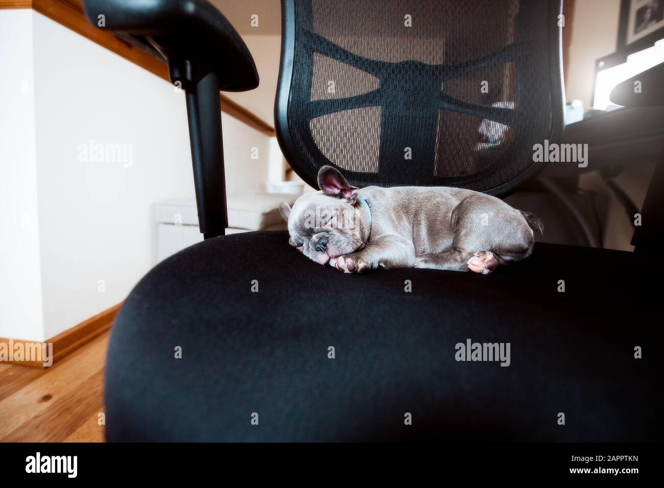 Cucciolo di corrida francese che dorme sulla sedia da ufficio Foto Stock