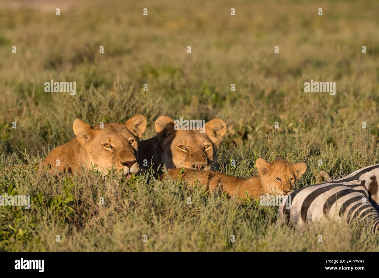 Due luonesse (panthera leo) che si rilassano accanto a 5 settimane di cucù sulla carcassa zebra comune (Equus quagga), Seronera, Parco Nazionale Serengeti, Tanzania Foto Stock