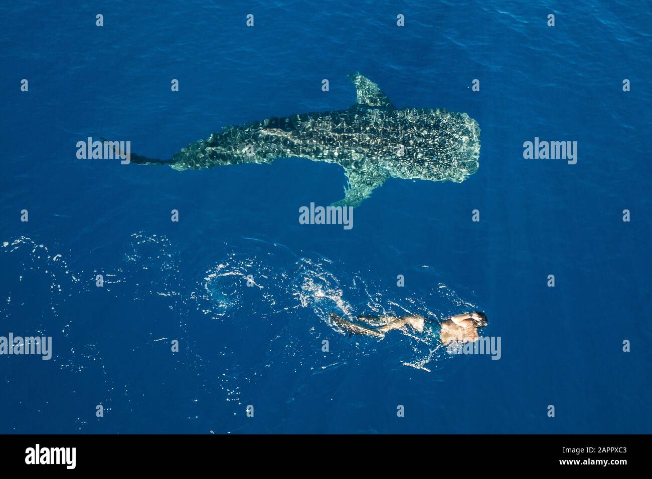 Uomo che nuotano accanto a megattere Foto Stock