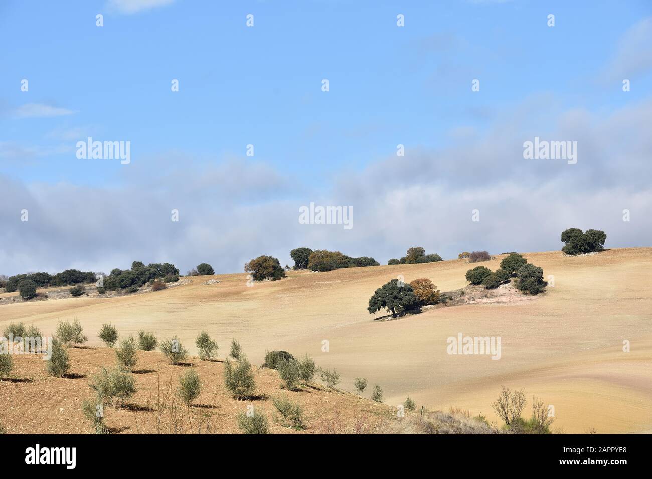Campi di terra preparati a coltivare con piccoli gruppi di alberi come se fossero oasi nel deserto Foto Stock