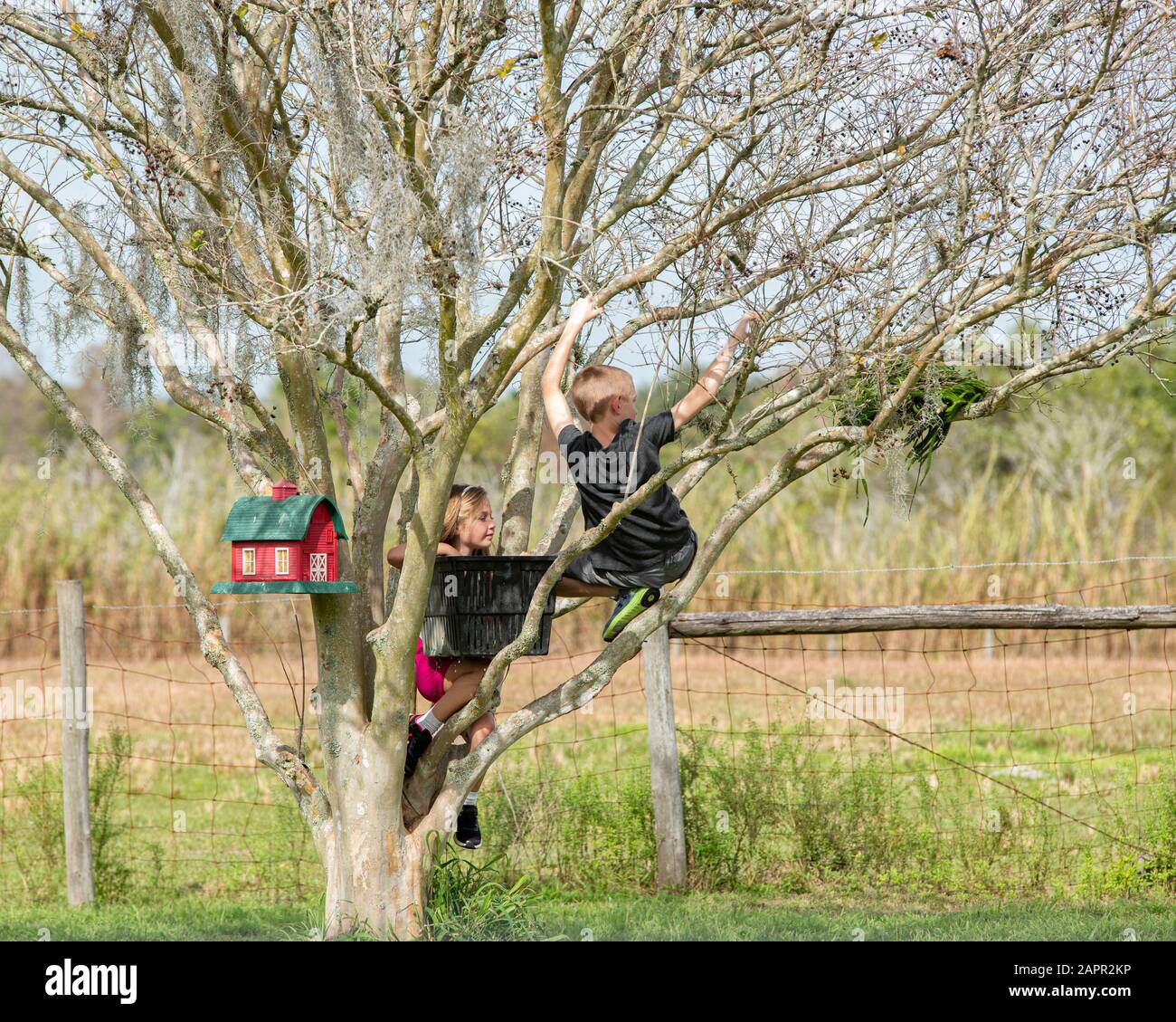 Due bambini che giocano in un albero. Arrampicata l'albero. Un birdhouse è appeso nell'albero. Foto Stock