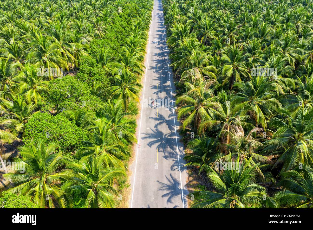 Veduta aerea della piantagione di palme da cocco e della strada. Foto Stock