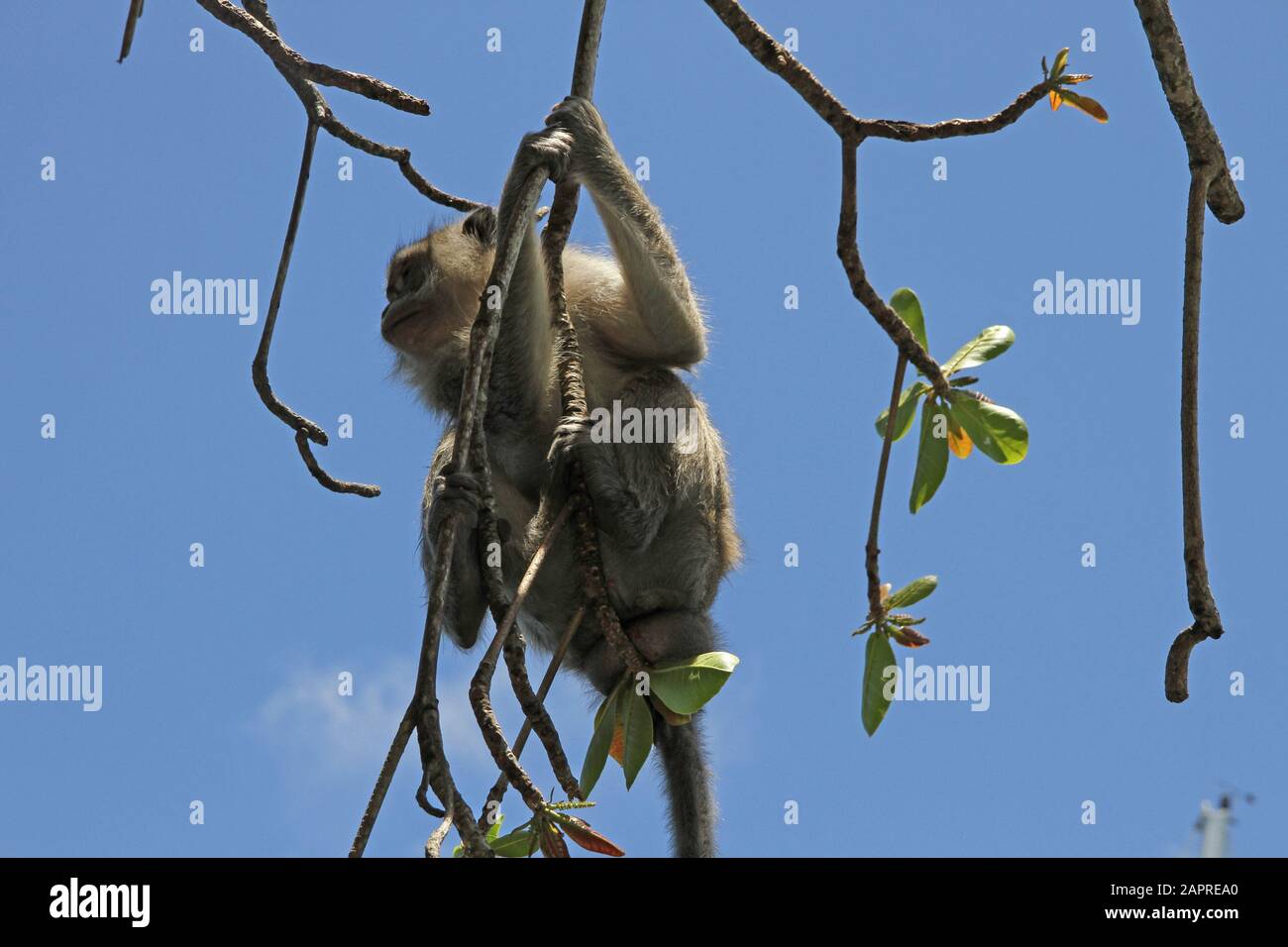 Macaque di granchio-mangiare appeso sul ramo, (Macaca fascicularis), Mauritius. Foto Stock