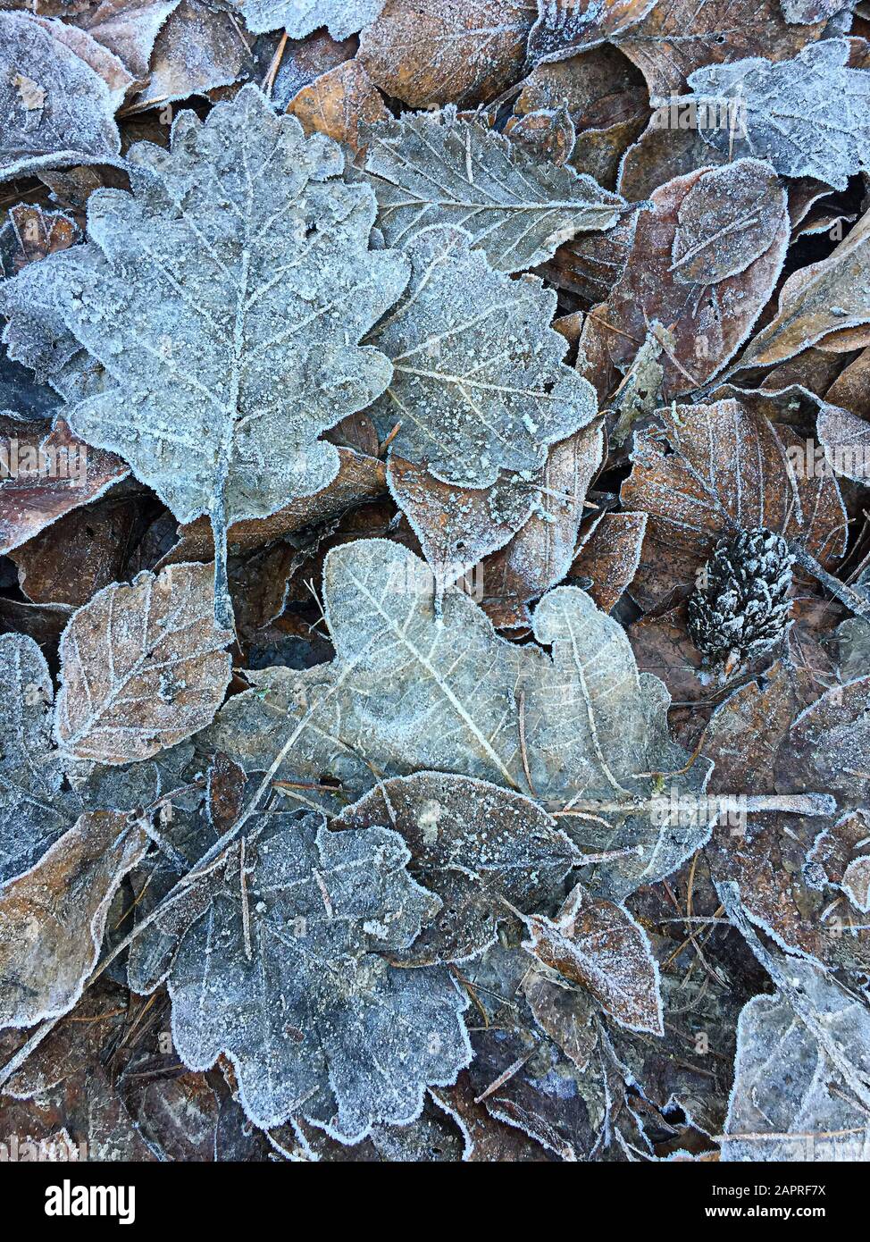 primo piano di foglie di quercia color pastello ricoperte di gelo in inverno Foto Stock