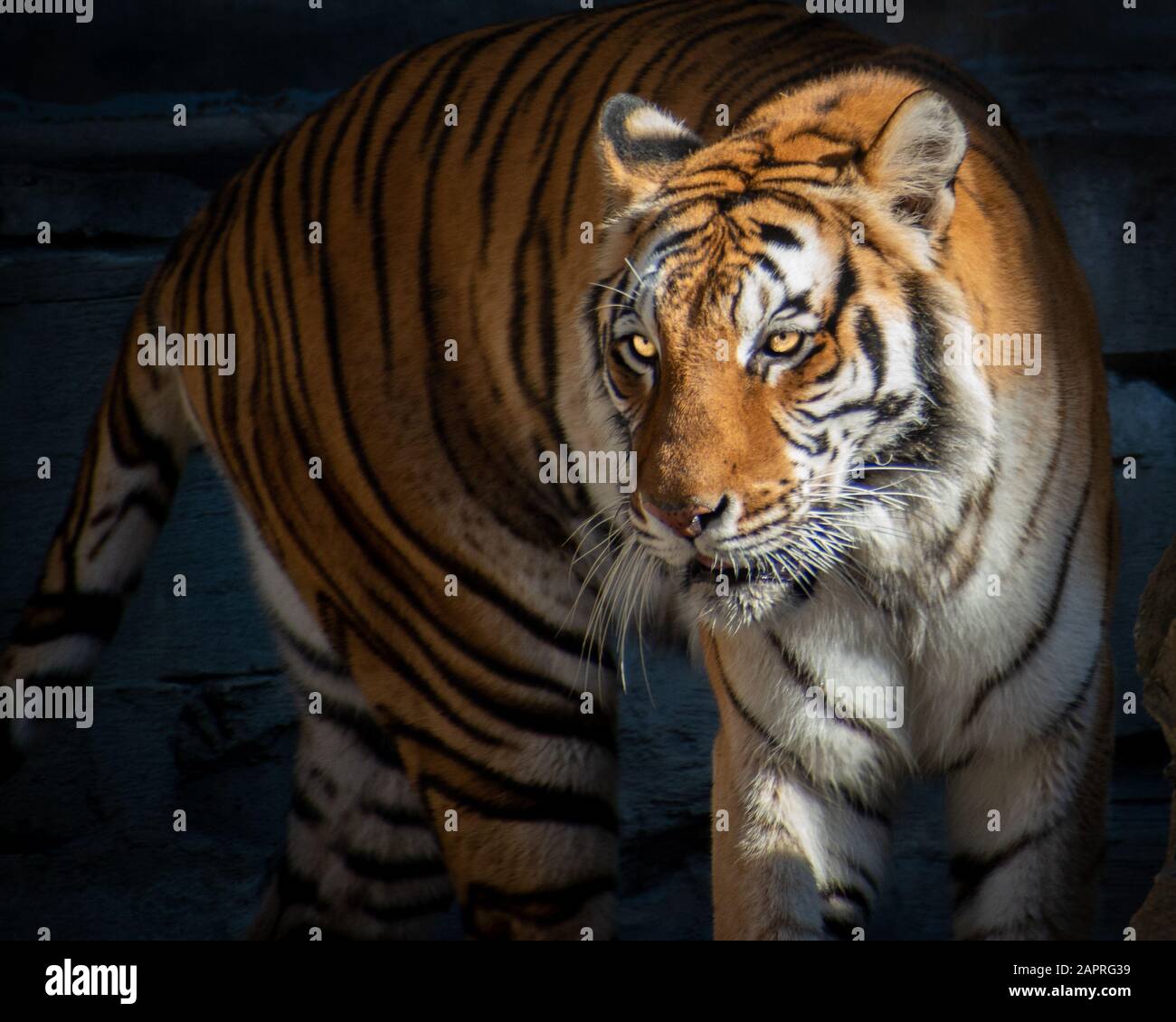 Tiger Al Busch Gardens Tampa Foto Stock