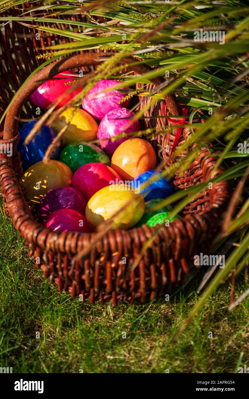 Primo piano di uova di Pasqua in vari colori in cesto di vimini sull'erba in giardino il sole di aprile mattina (primavera). Caccia alle uova stagione pasquale tedesca. Foto Stock