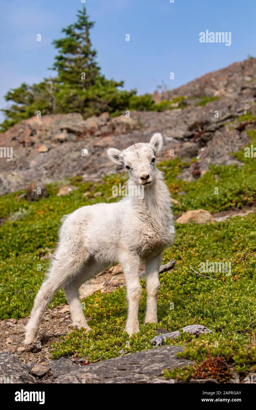 Dall Sheep (Ovis aries) l'agnello guarda la macchina fotografica nella zona di Windy Point vicino alla Seward Highway, a sud di Anchorage, nell'Alaska centro-meridionale Foto Stock