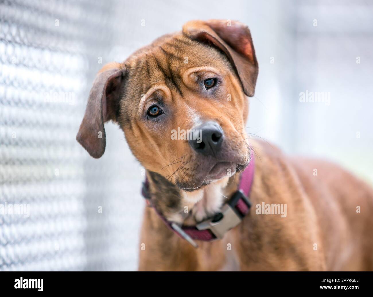 Un cane di razza mista Pastore randagio/Retriever in un riparo animale, ascoltando con una testa inclinata Foto Stock