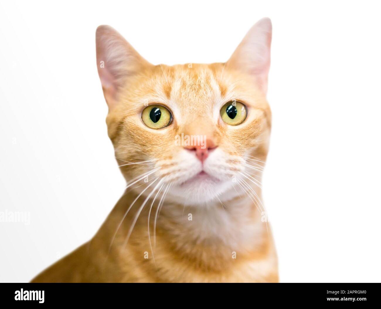Un gatto shorthair domestico tabby arancione che guarda lateralmente con un'espressione apprensiva Foto Stock