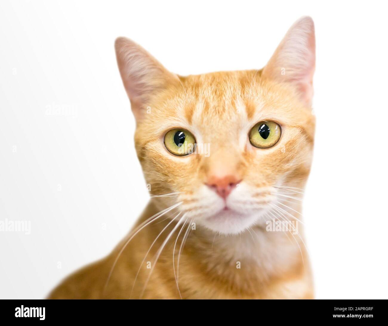 Un tabby arancione gatto shorthair domestico con occhi gialli Foto Stock