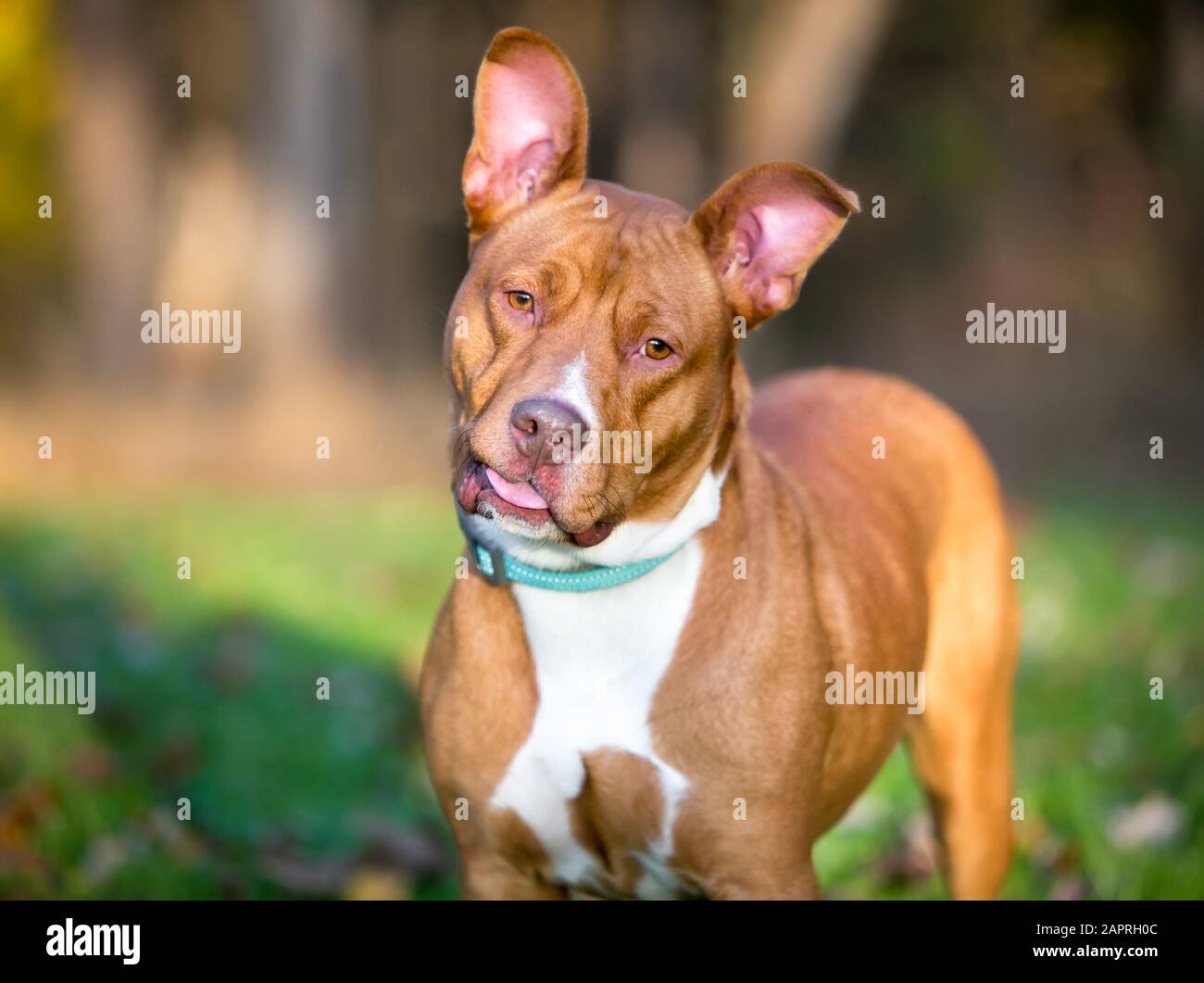 Un cane misto di razza Pit Bull Terrier rosso e bianco con grandi orecchie, ascoltando con un'inclinazione della testa e un'espressione goofy Foto Stock