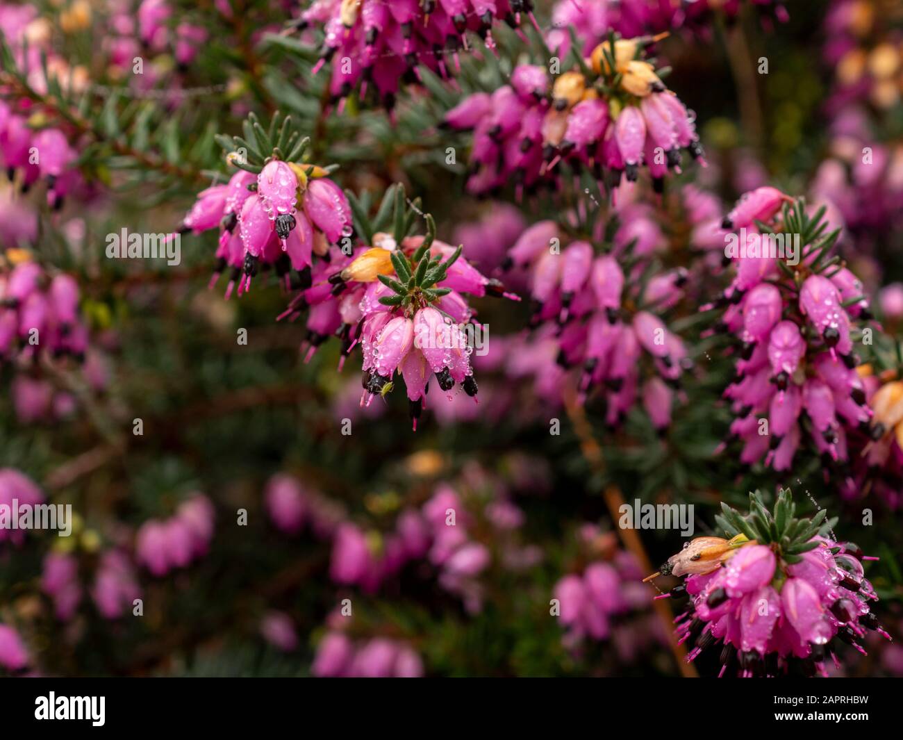 Closeup dei fiori rosa brillante e foglie verdi della brughiera invernale, Erica carnea Foto Stock