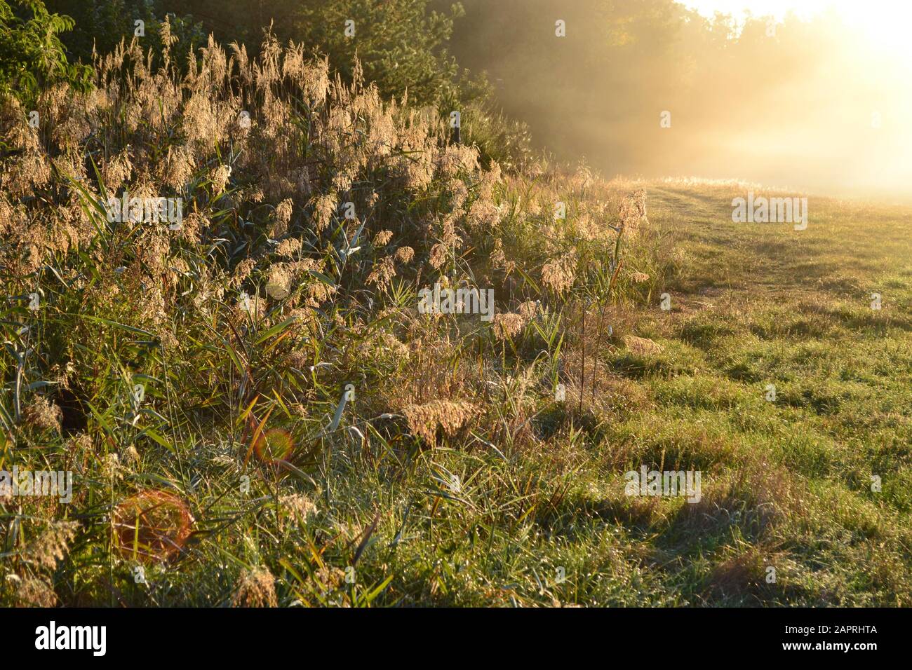 Bella mattina soleggiata. Erba alta nella parte anteriore, rugiada a terra. Nebbia magica che copre tutti i paesaggi. Foto Stock