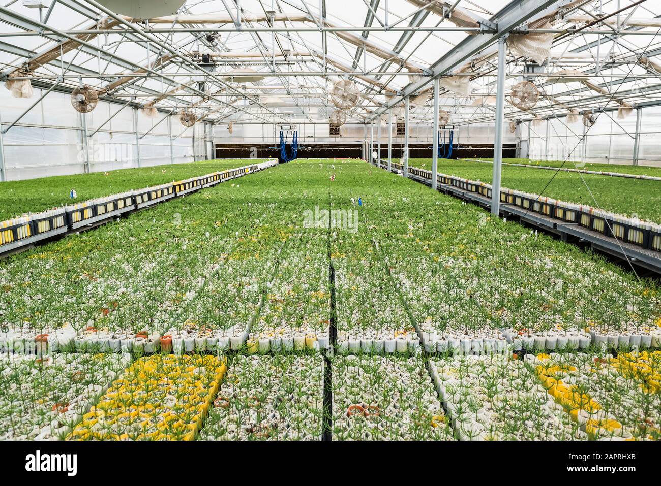 Contenitore coltivato piantine di pino che spargono l'ultimo del loro seme Cappotto in una serra sulla USDA Forest Service Placerville Asilo nido Foto Stock