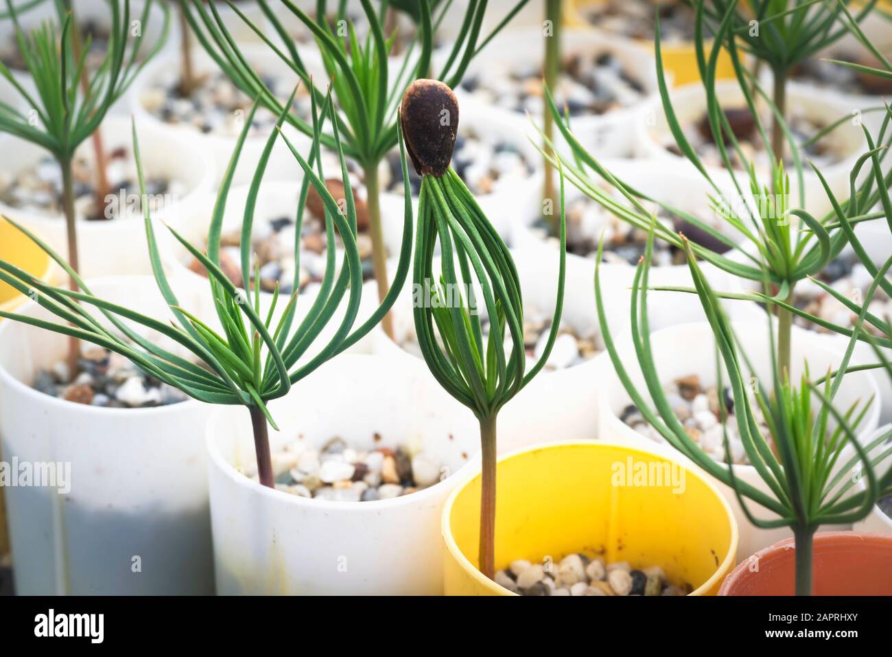 Ultimo contenitore coltivato pineta seedling a spargere il suo cappotto di seme In una serra sulla USDA Forest Service Placerville Nursery Foto Stock