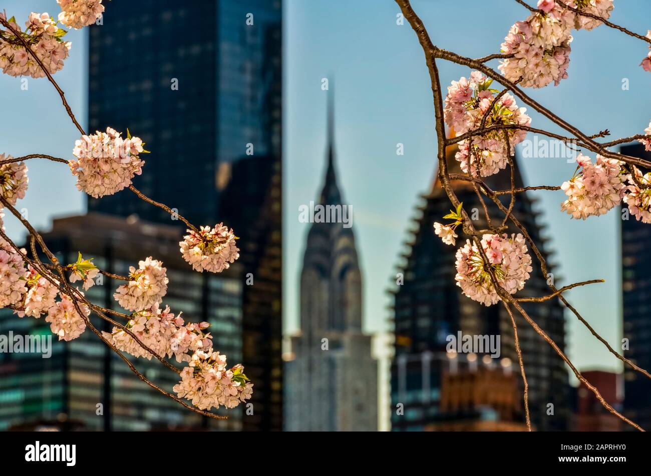 Fiori di ciliegio (Kwanzan Prunus Serrulata) e il Chrysler Building; New York City, New York, Stati Uniti d'America Foto Stock