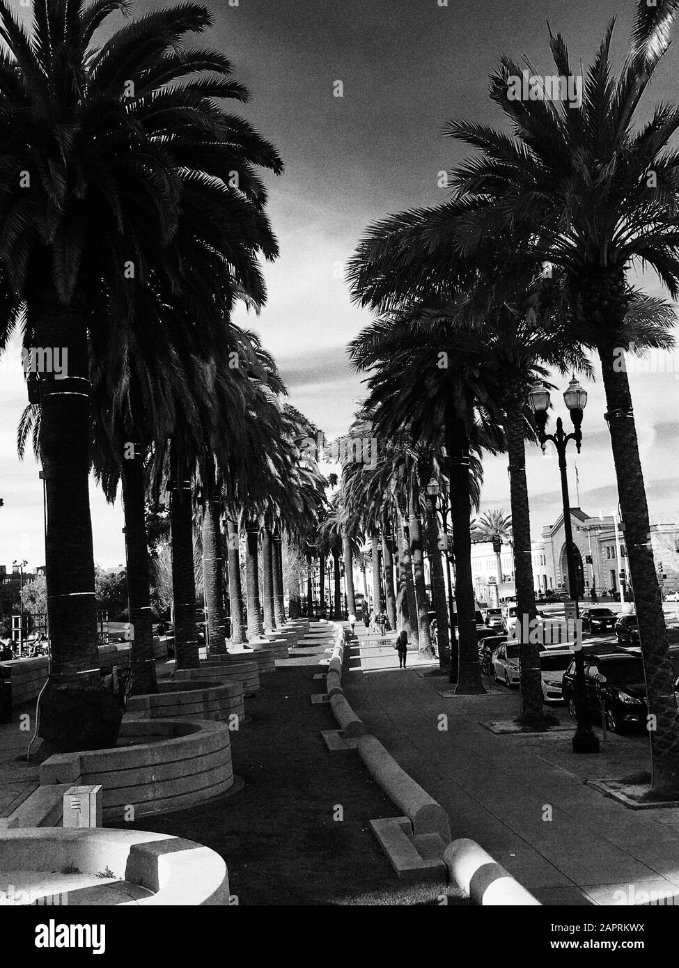 palm Trees California vita vivente Foto Stock