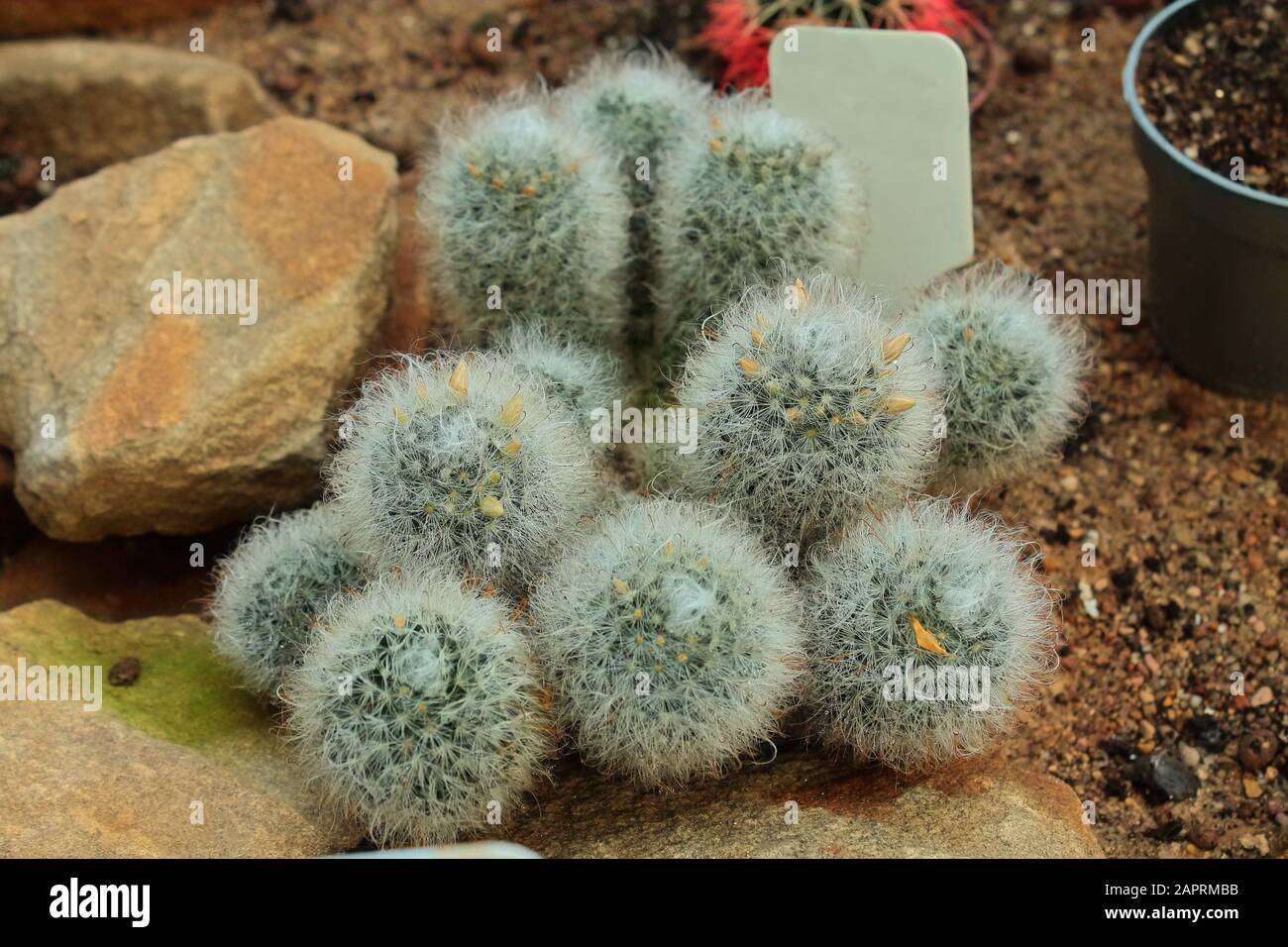 Bel fiore all'interno della casa. Cactus per la decorazione di appartamenti e uffici. Bianco lanuginoso fiore di cactus cresce in sabbia e pietre Foto Stock