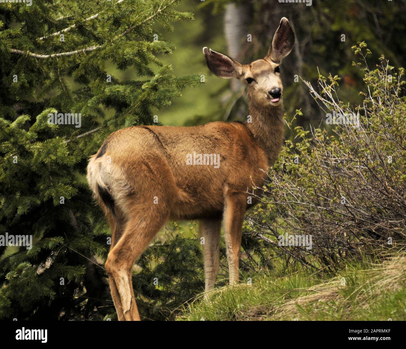 Mulo Deer sulla Grand Mesa in Colorado Foto Stock