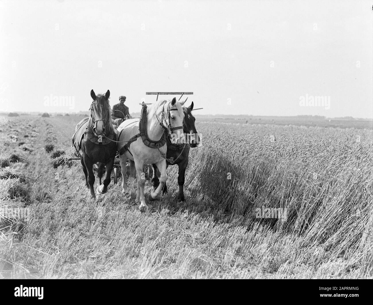 Reportage Noord-Holland Tre cavalli per una falciatrice per grano nel Purmer che lega il grano alle pulegge Data: 1933 posizione: Noord-Holland, Purmer Parole Chiave: Arativo, grano, agricoltura, attrezzi agricoli, falciatrici, raccolta, cavalli, pulegge Foto Stock