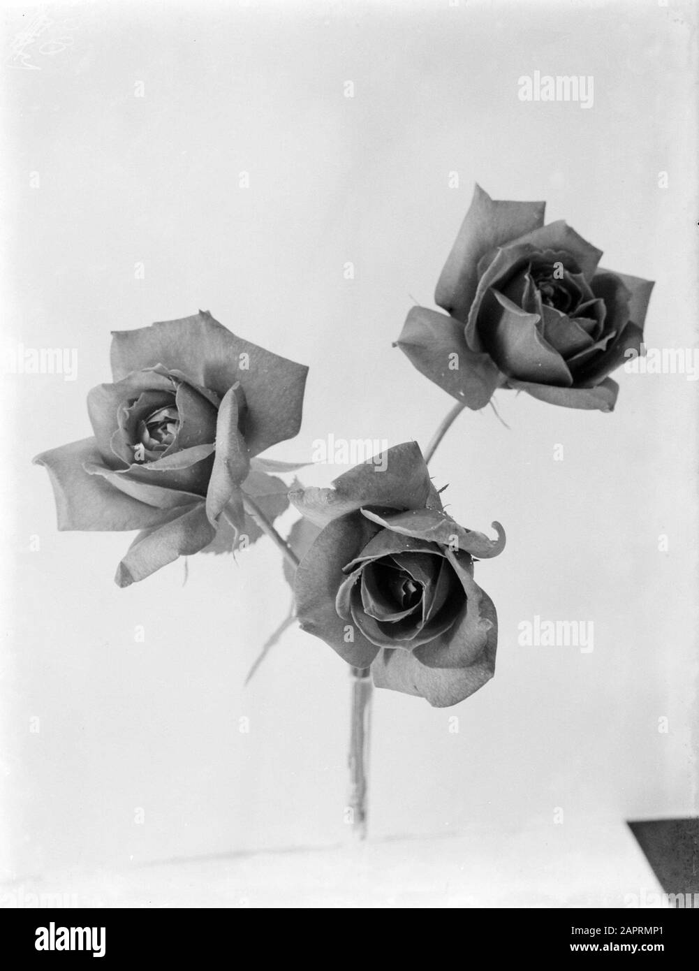 Pubblicità Fotografia Tre rose Data: Parole Chiave non date: Rose Foto Stock