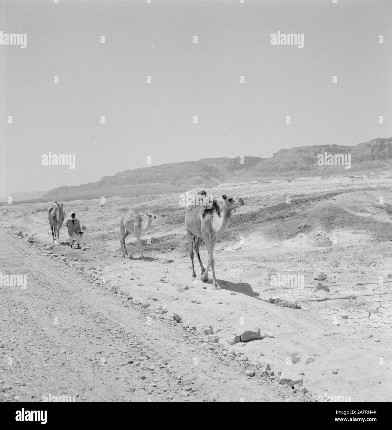 Israele 1964-1965: Dromedaries dell'area del Mar Morto nel paesaggio del deserto vicino al Mar Morto. Data: 1964 luogo: Israele Parole Chiave: Dromedaries, deserti Foto Stock