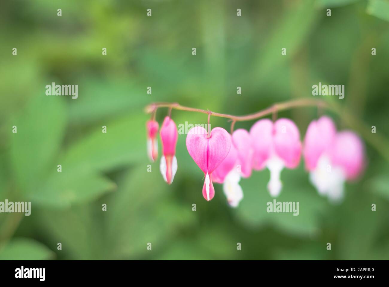 Gambo di Bleding Bloom del cuore che si aggancia da pianta con sfondo verde Foto Stock