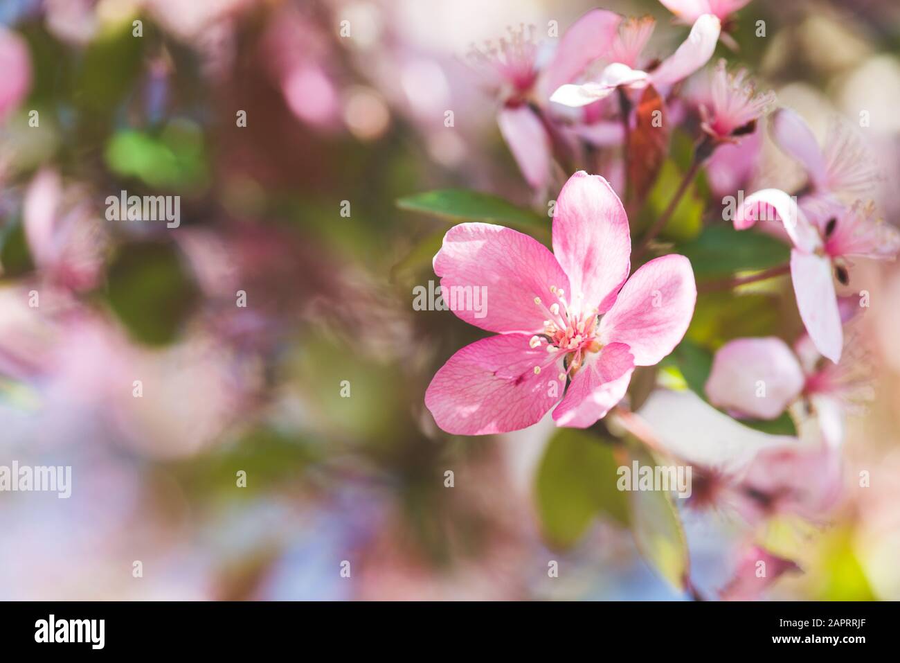 Dettaglio di un singolo fiore di mela rosa Foto Stock