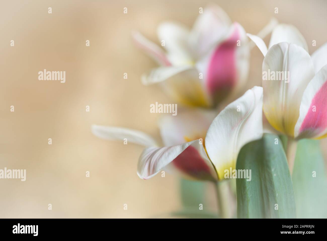Tre tulipani con spazio aperto sul colore rosa e bianco di sinistra Foto Stock